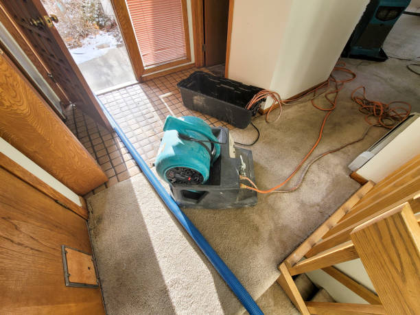 Best Basement water damage restoration  in Patterson, LA