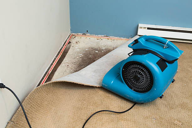 Best Water damage cleanup near me  in Patterson, LA